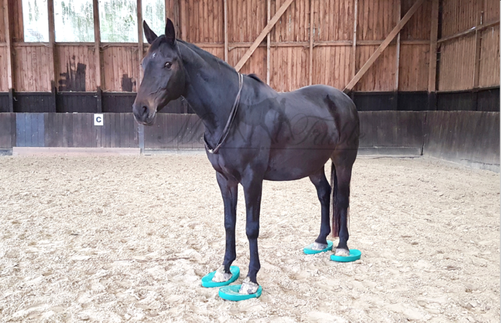 Pferd Balance Trainieren